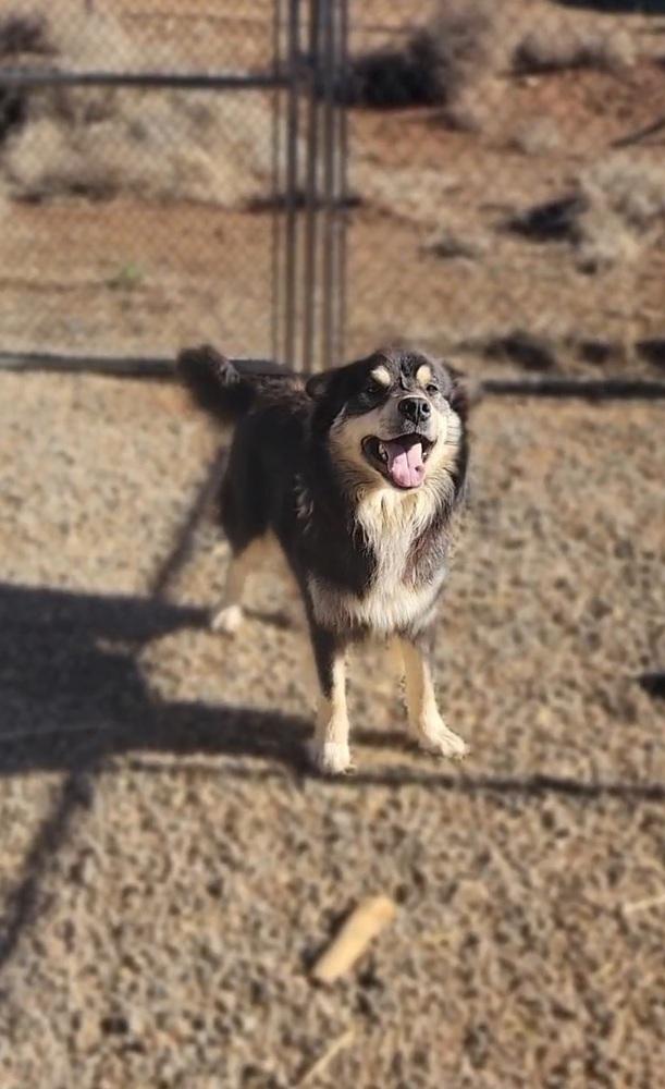 Enlarge Brownie, a Adoptable mixed breed in Cortez, CO image 1/3