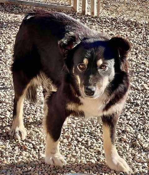 Brownie, Adoptable, Young Male Border Collie & Australian Shepherd.