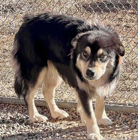 Enlarge Brownie, a Adoptable mixed breed in Cortez, CO image 3/3