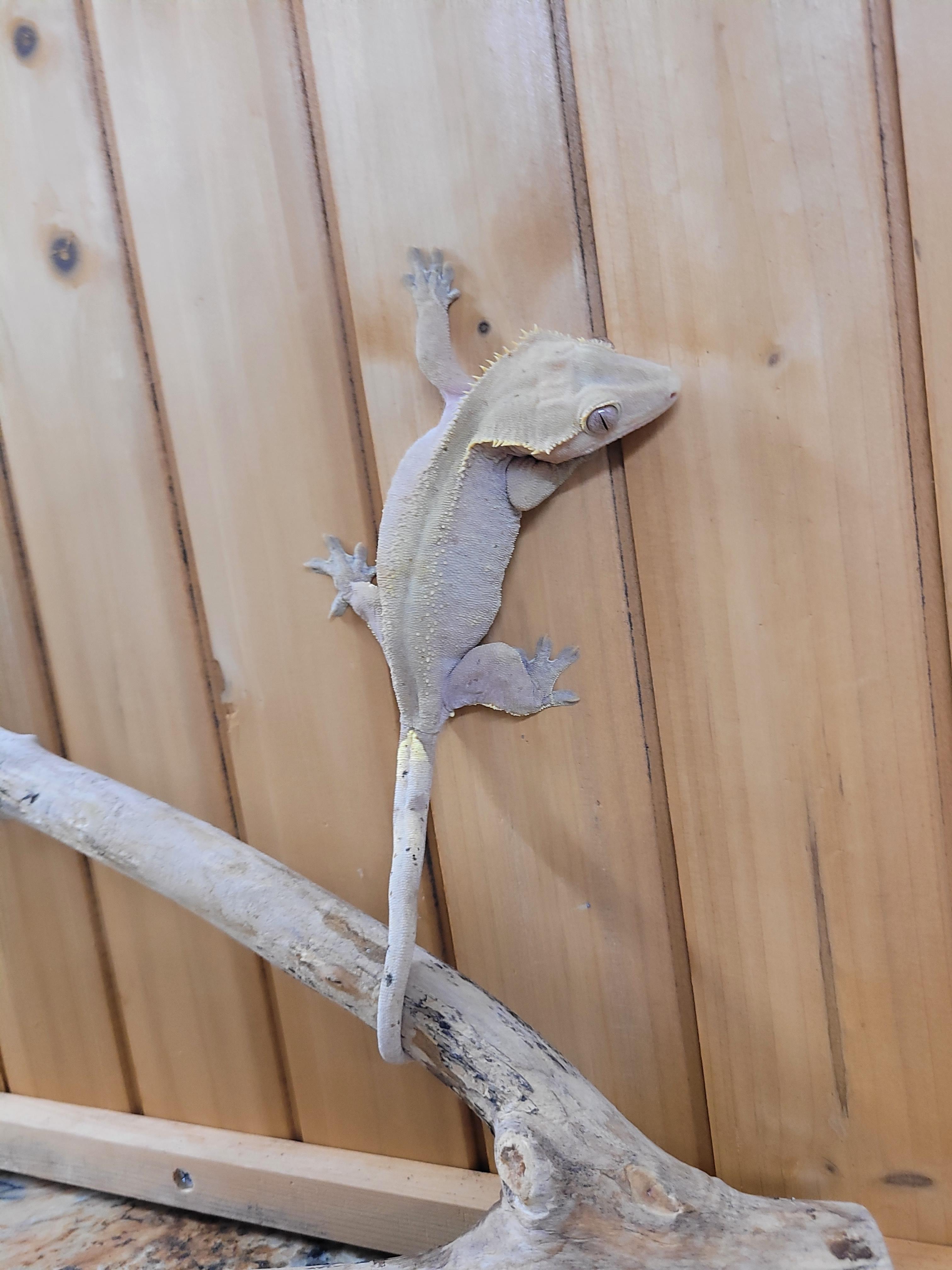 Enlarge Sofia, a Adopted Gecko in Sheboygan Falls, WI image 5/5