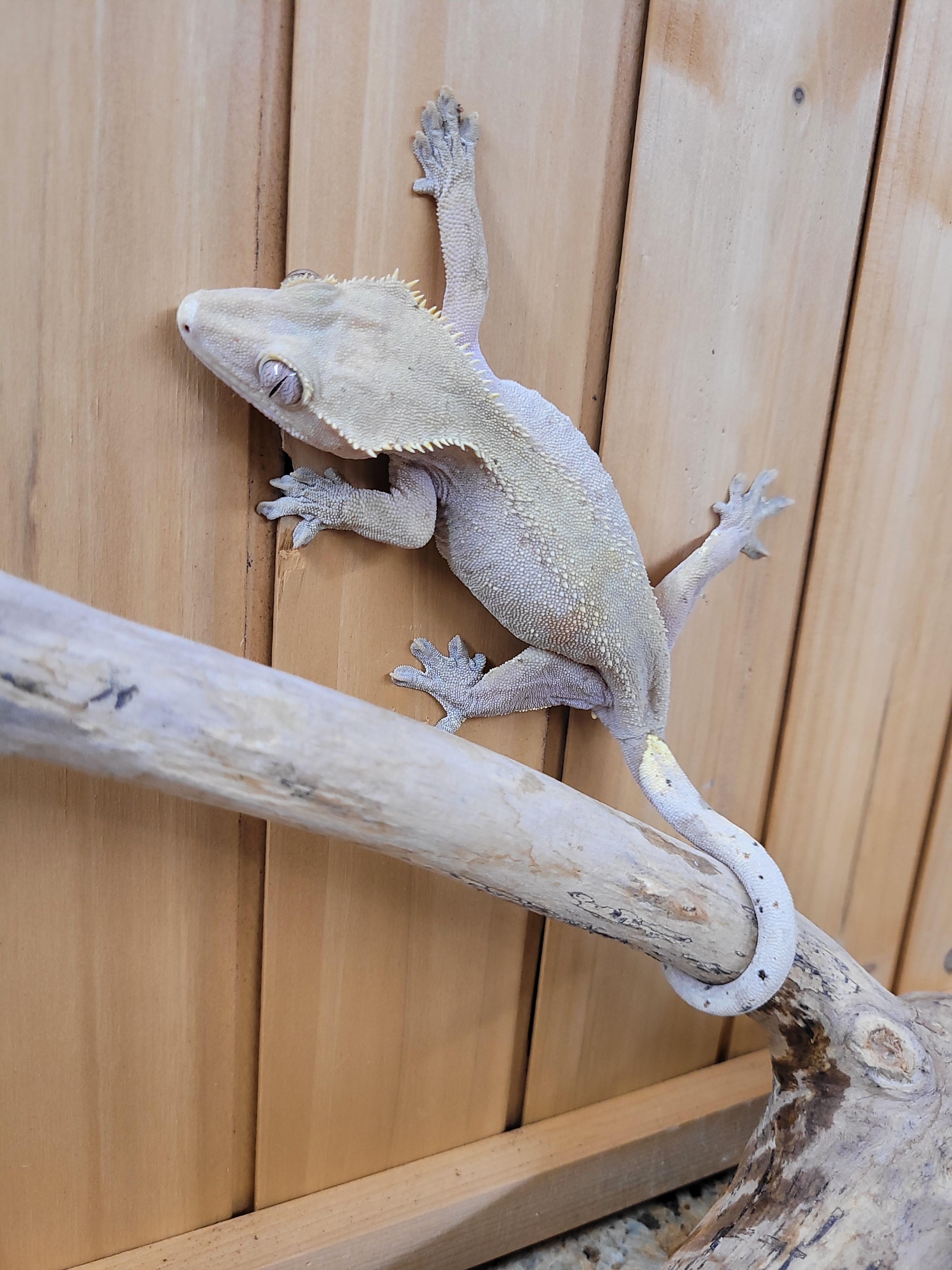 Enlarge Sofia, a Adopted Gecko in Sheboygan Falls, WI image 3/5