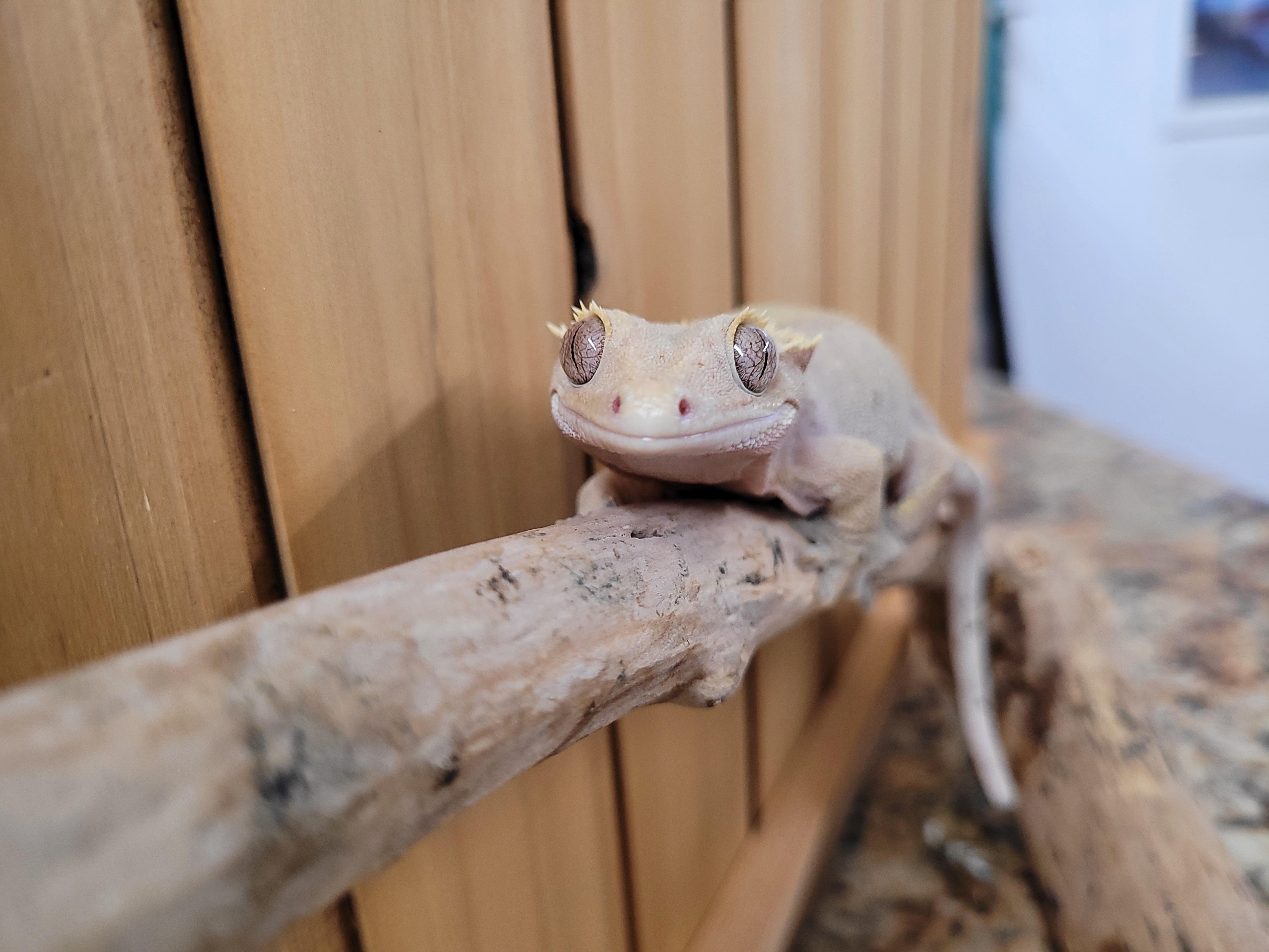 Enlarge Sofia, a Adopted Gecko in Sheboygan Falls, WI image 1/5