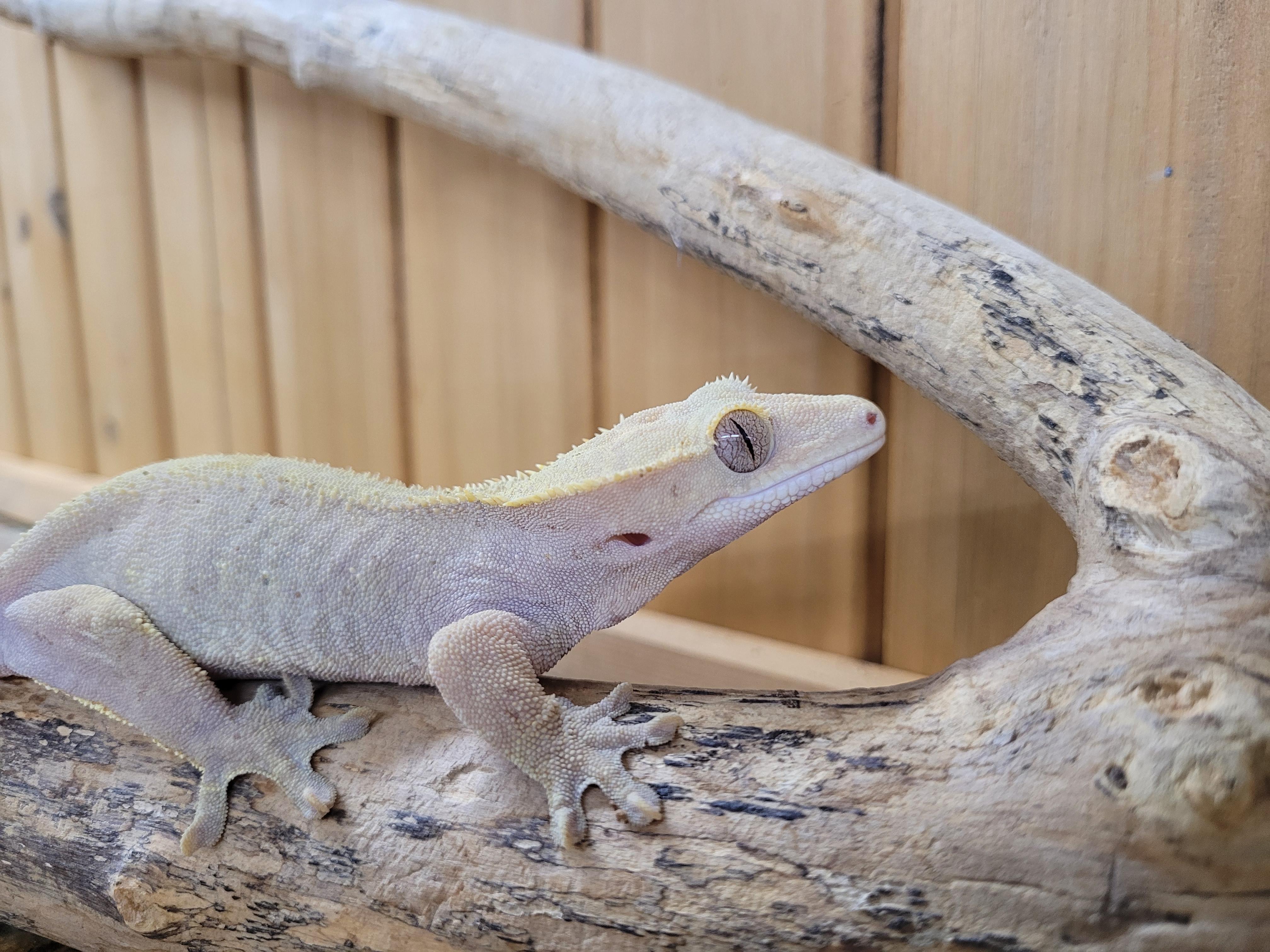 Enlarge Sofia, a Adopted Gecko in Sheboygan Falls, WI image 2/5