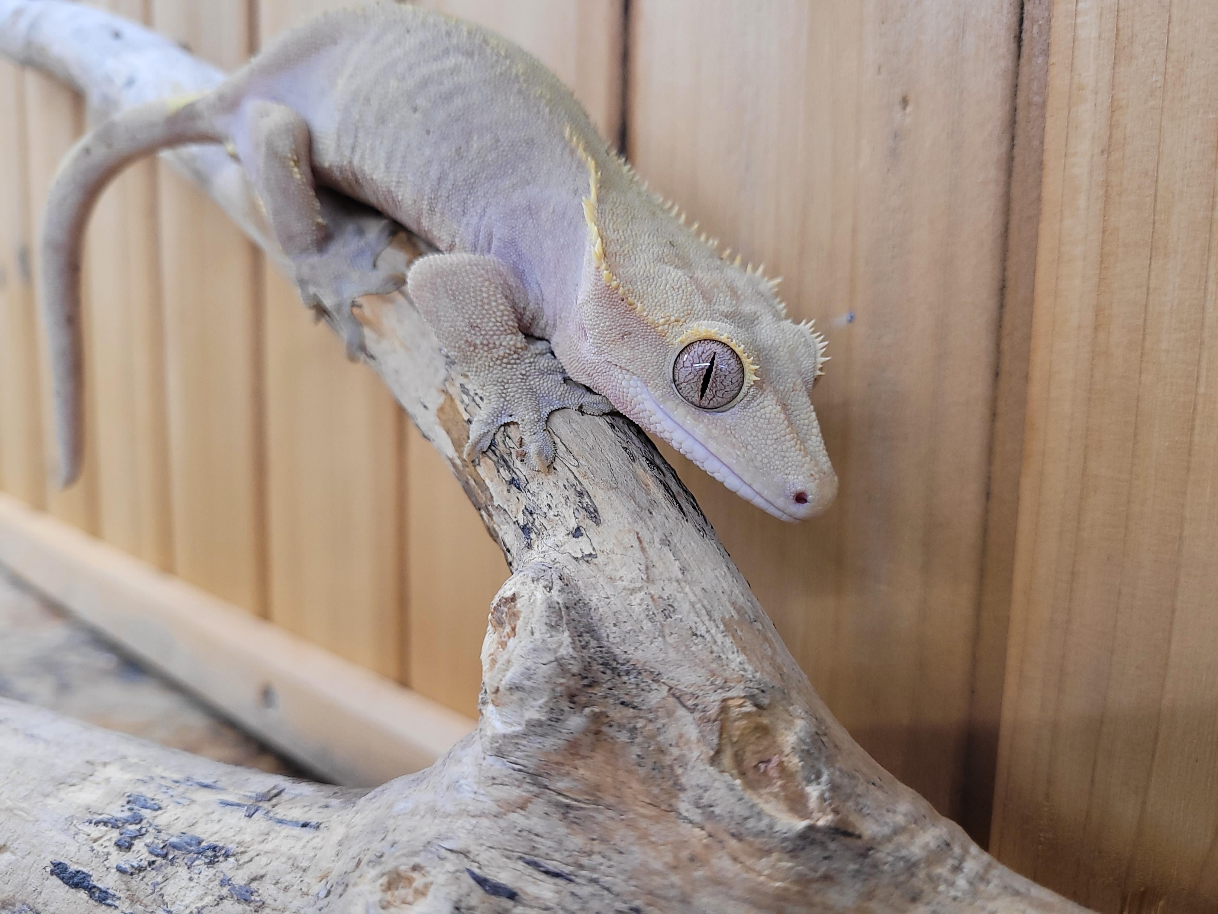 Enlarge Sofia, a Adopted Gecko in Sheboygan Falls, WI image 4/5