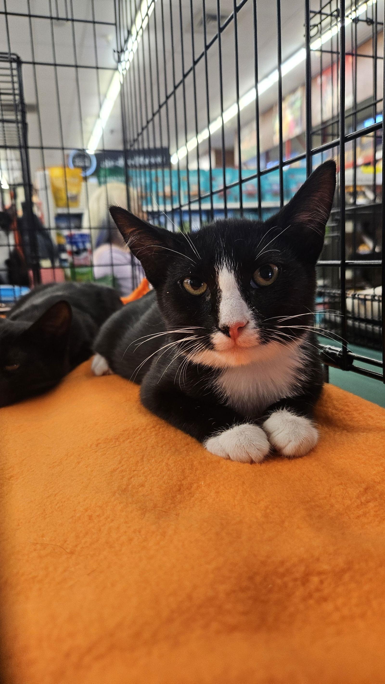 Ace, a Adoptable Domestic Short Hair in Antioch, CA image 1/3