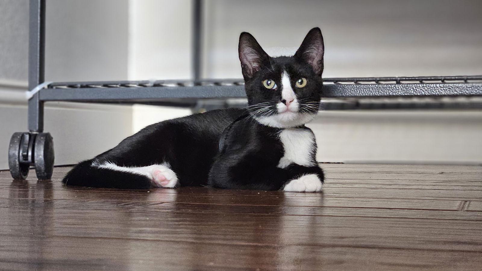 Ace, a Adoptable Domestic Short Hair in Antioch, CA image 2/3