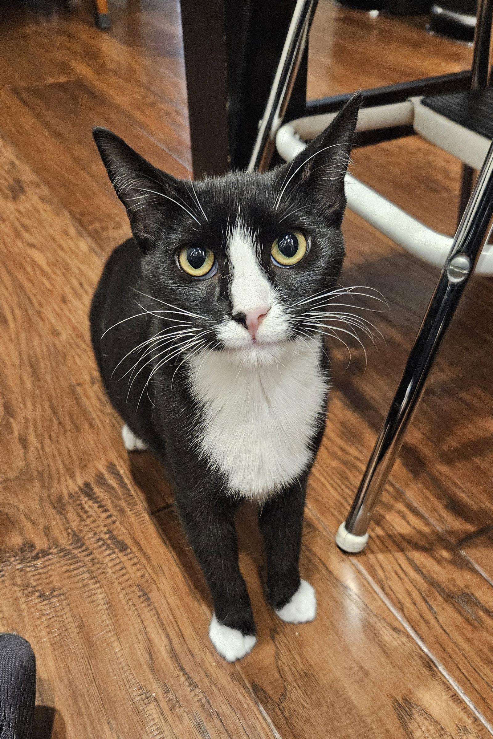 Enlarge Ace, a Adoptable Domestic Short Hair in Antioch, CA image 3/3