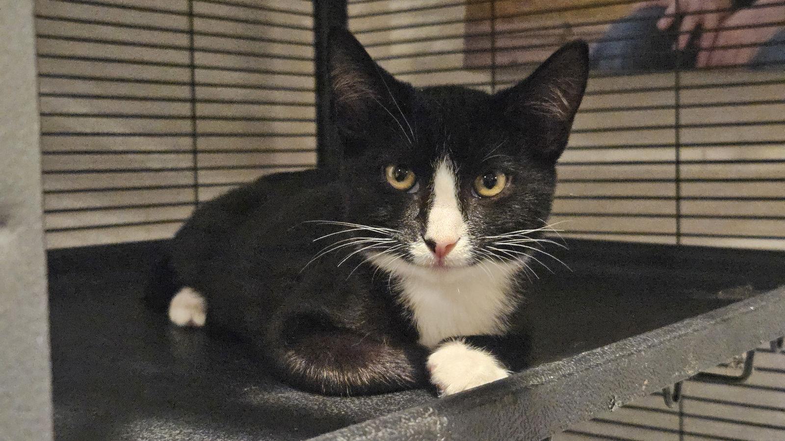 Ace, a Adoptable Domestic Short Hair in Antioch, CA image 3/3