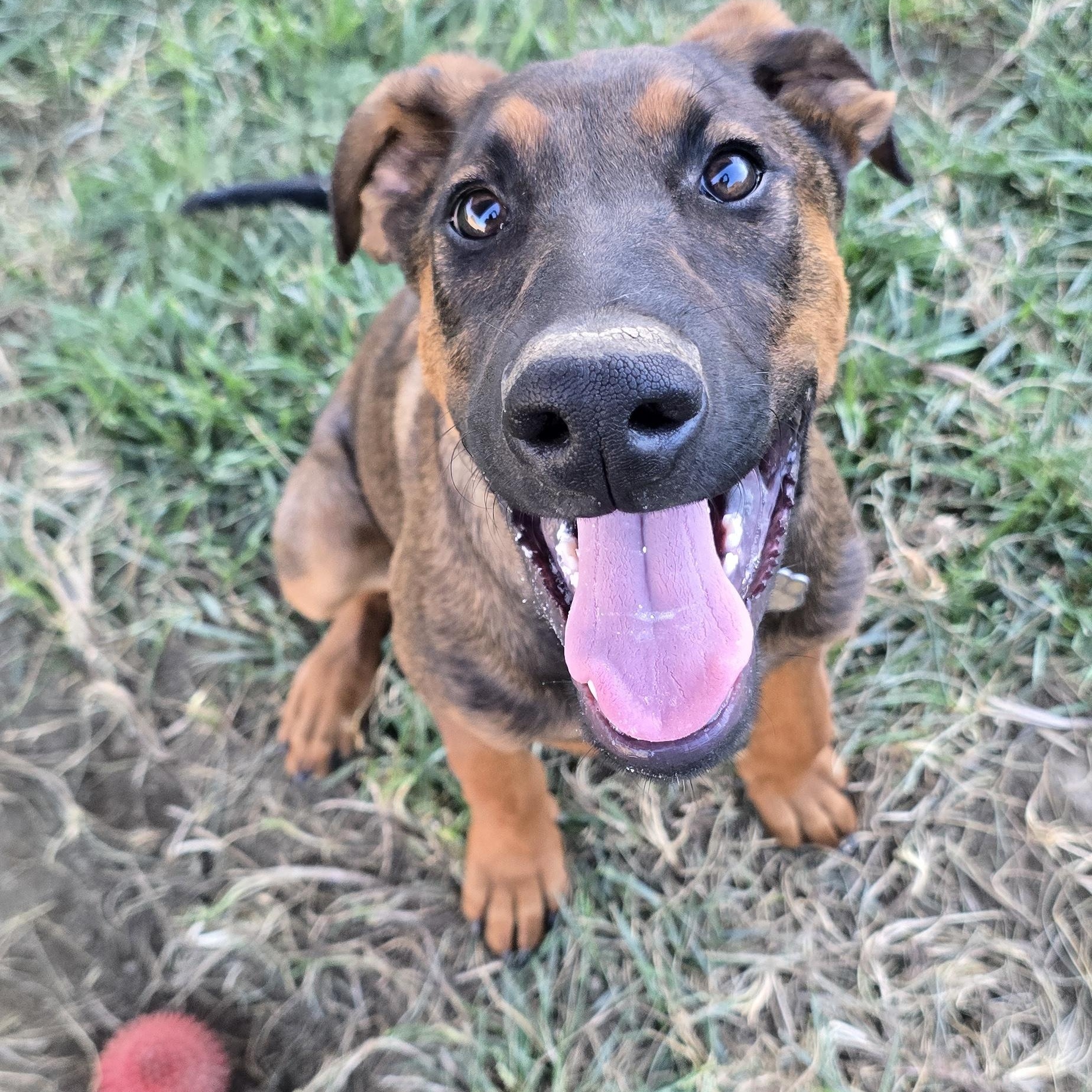 Zeus, Adoptable, Young Male Belgian Shepherd / Malinois & Doberman Pinscher.