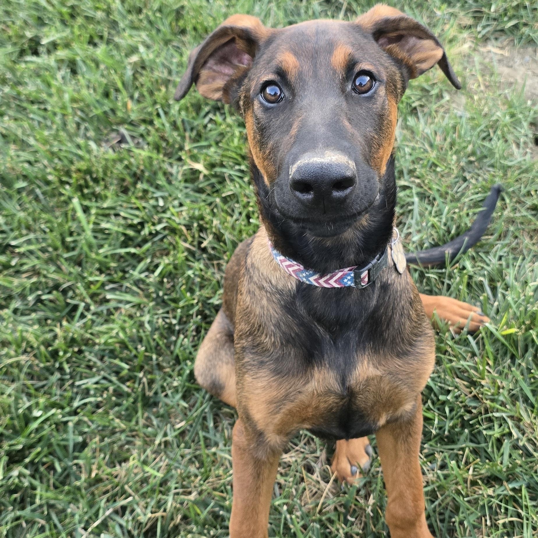 Enlarge Zeus, a Adoptable mixed breed in Woodland, CA image 2/3