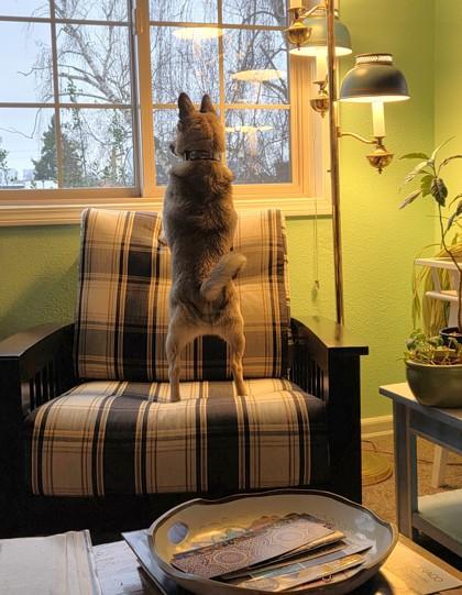 Four, Adoptable, Adult Male Mixed Breed & Mixed Breed.