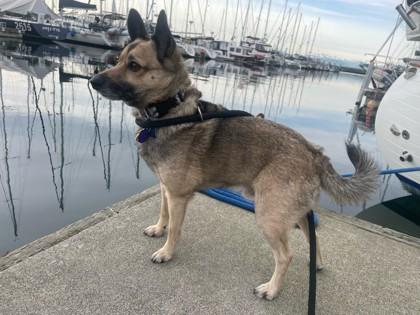 Four, Adoptable, Adult Male Mixed Breed & Mixed Breed.