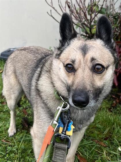 Four, Adoptable, Adult Male Mixed Breed & Mixed Breed.