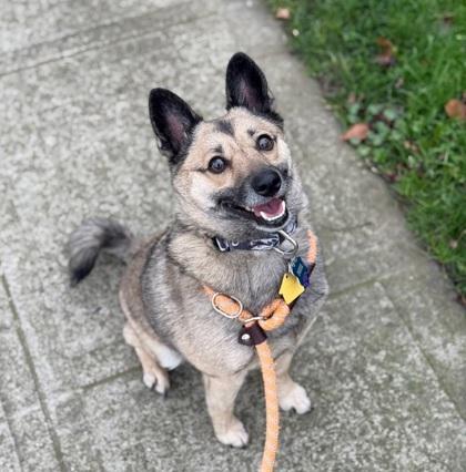 Enlarge Four, a Adoptable mixed breed in Seattle, WA image 2/3