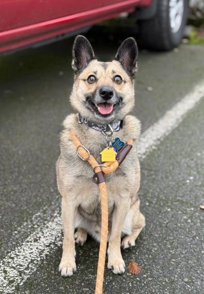 Enlarge Four, a Adoptable mixed breed in Seattle, WA image 3/3