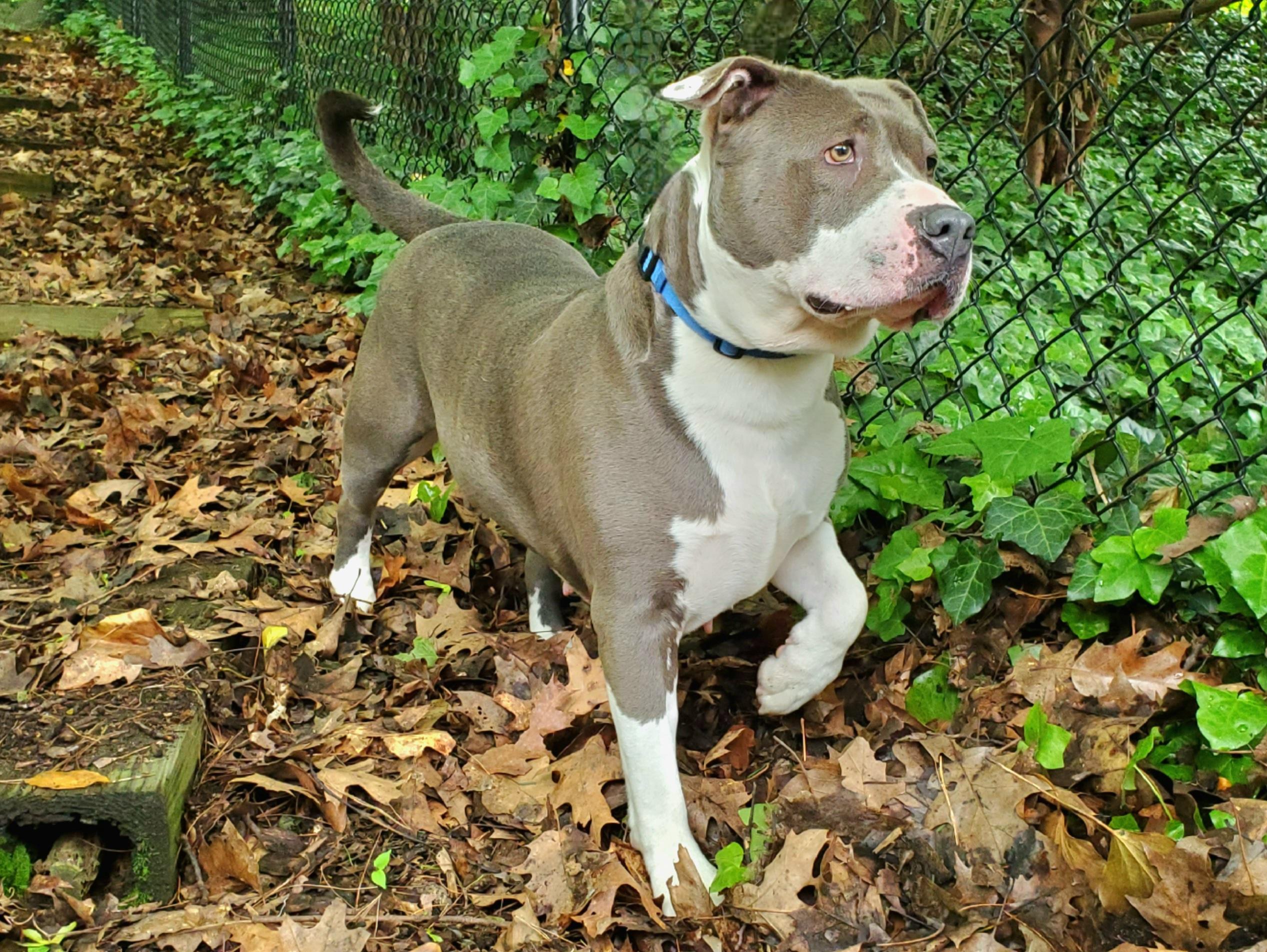 Enlarge Rain, a Adoptable Pit Bull Terrier in Port Washington, NY image 1/4