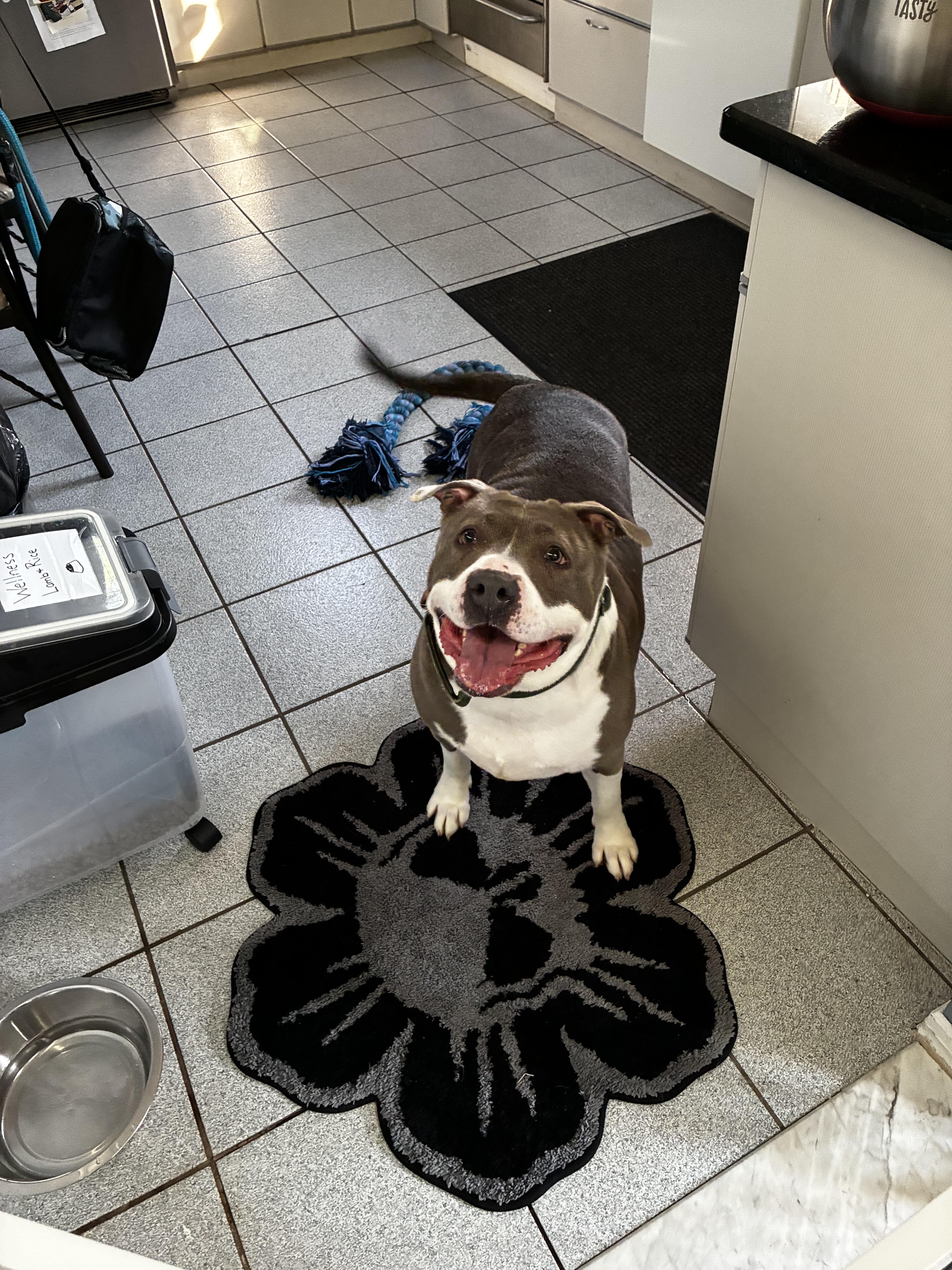 Rain, a Adoptable Pit Bull Terrier in Port Washington, NY image 2/6