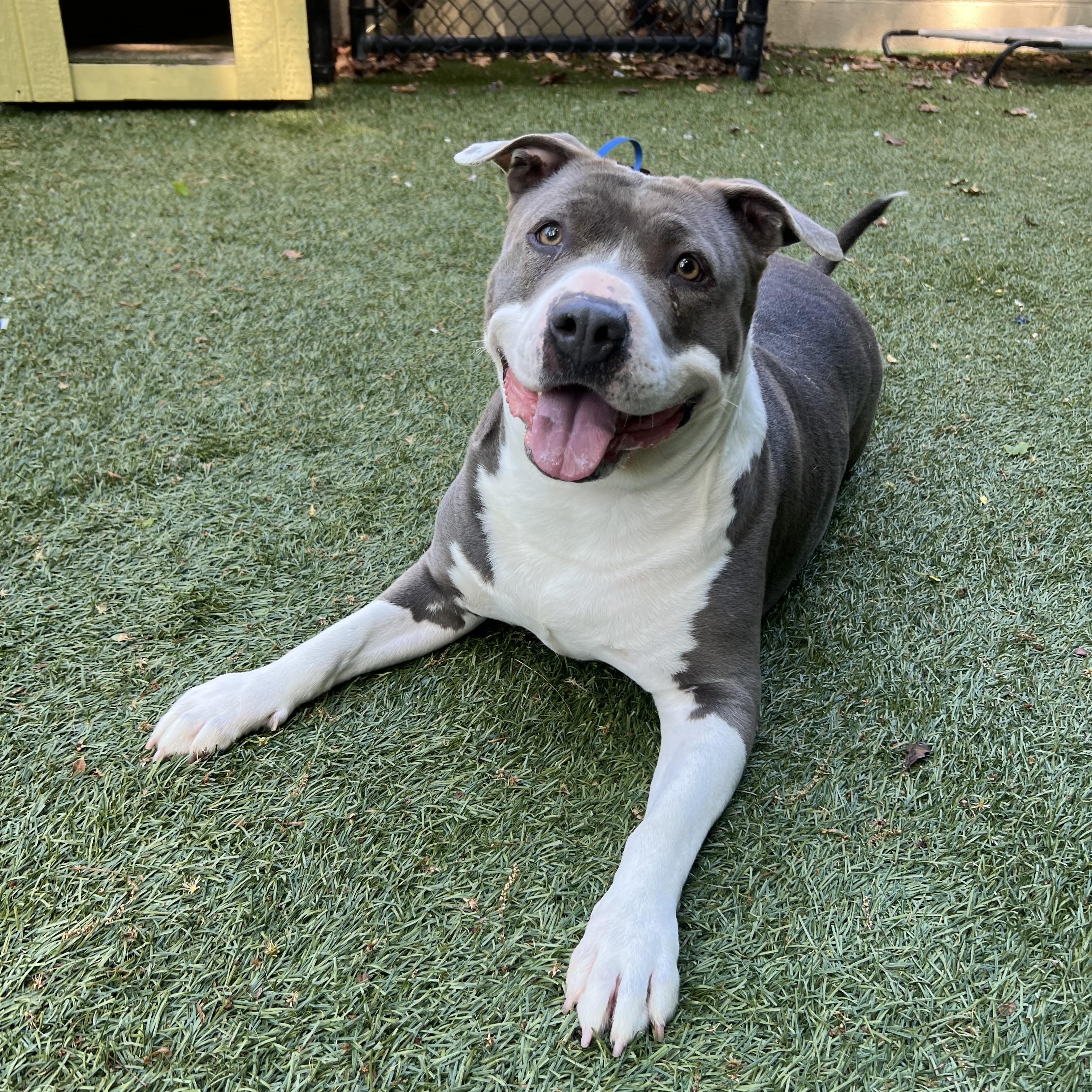 Enlarge Rain, a Adoptable Pit Bull Terrier in Port Washington, NY image 2/4