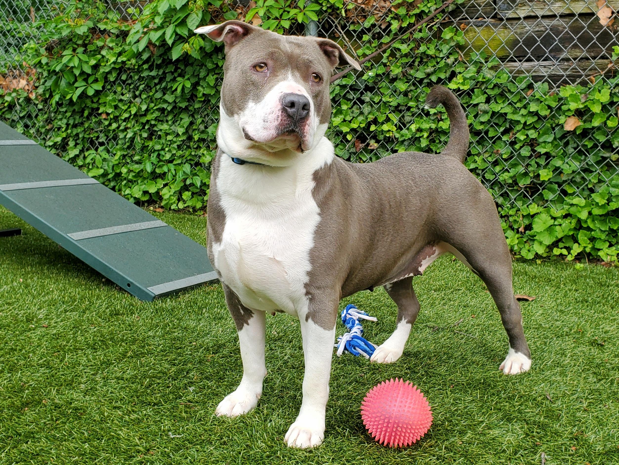 Enlarge Rain, a Adoptable Pit Bull Terrier in Port Washington, NY image 3/4