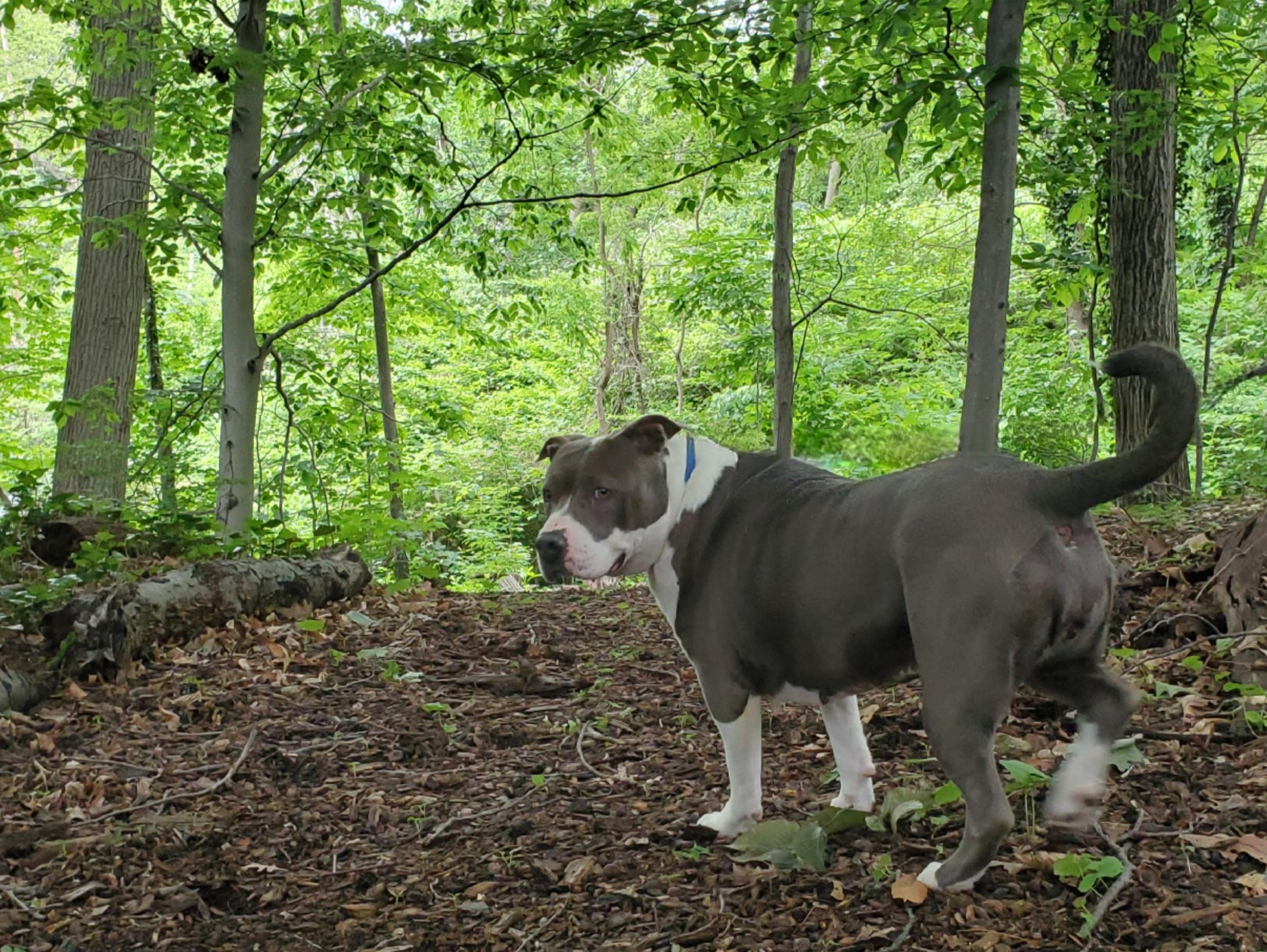 Enlarge Rain, a Adoptable Pit Bull Terrier in Port Washington, NY image 4/4