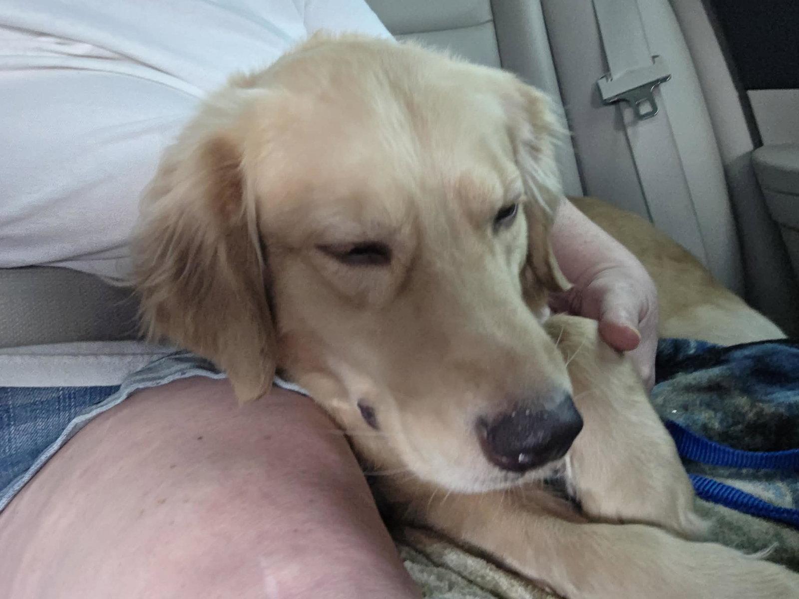 Enlarge MiMi, a Adopted Golden Retriever in Lewistown, PA image 1/1