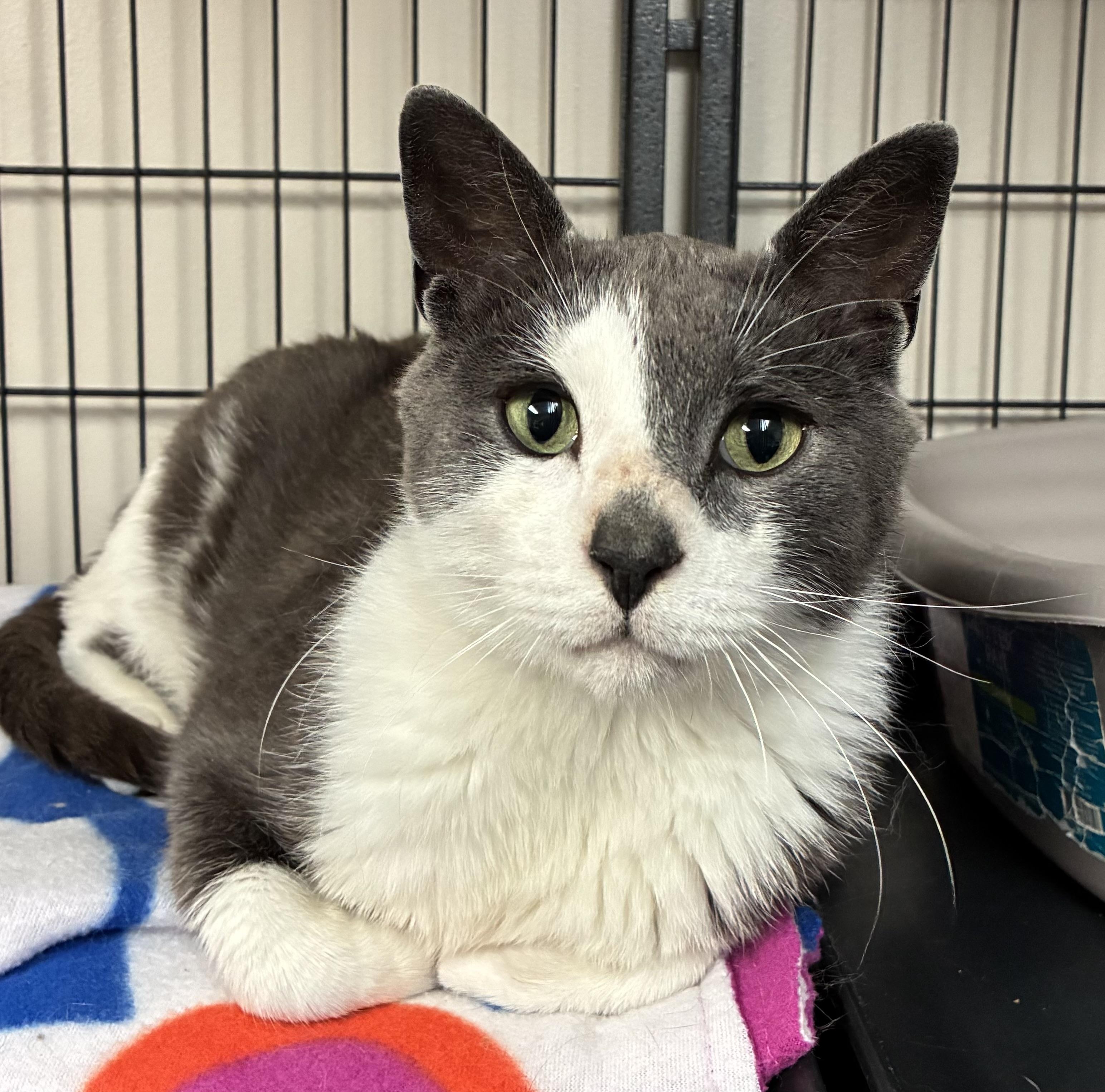 Hoagie Fest, Adult Male Domestic Short Hair