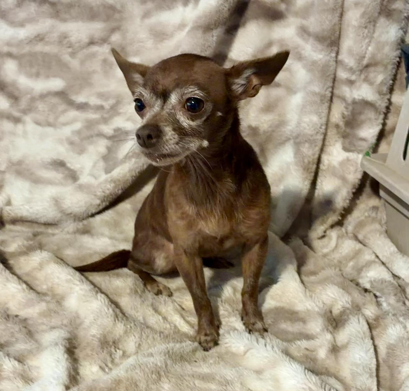 Brownie, a ADOPTABLE mixed breed in Pelham, NH image 5/6
