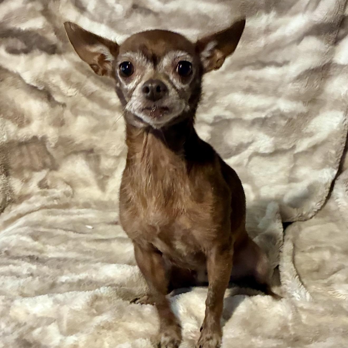 Brownie, a ADOPTABLE mixed breed in Pelham, NH image 4/6