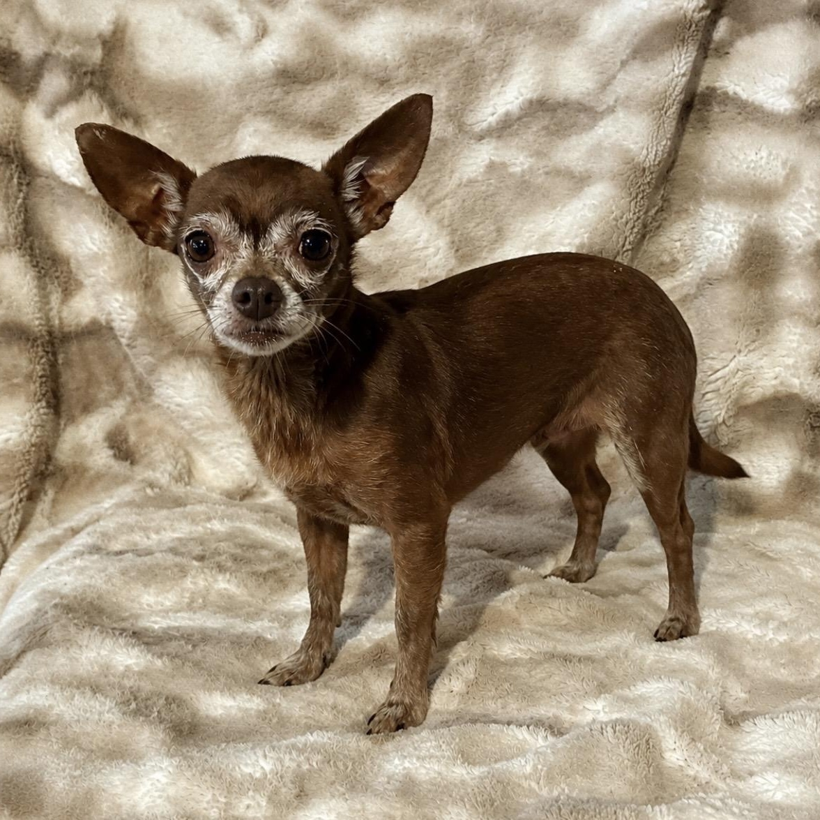 Brownie, ADOPTABLE, Adult Female Chihuahua & Mixed Breed.