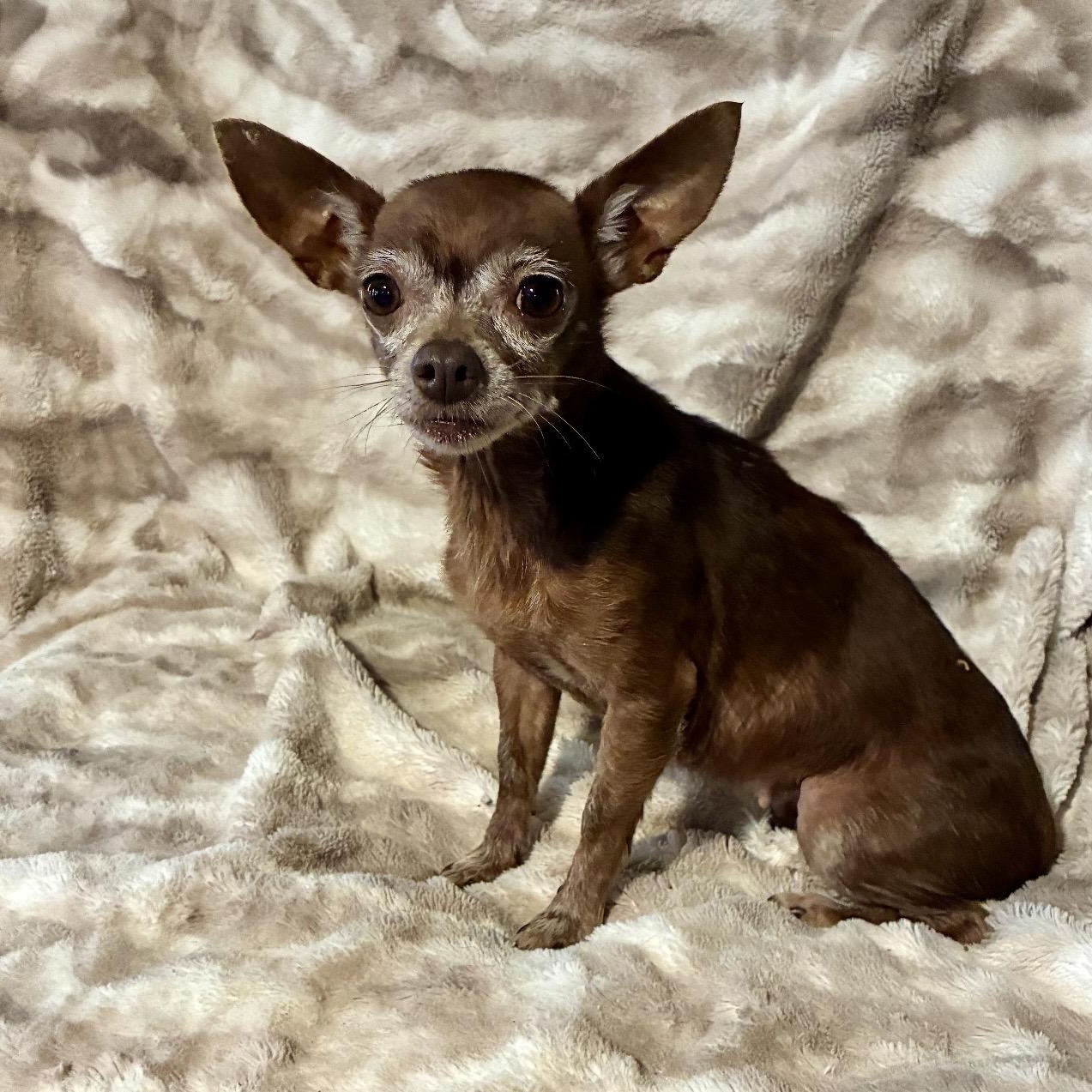 Brownie, a ADOPTABLE mixed breed in Pelham, NH image 3/6