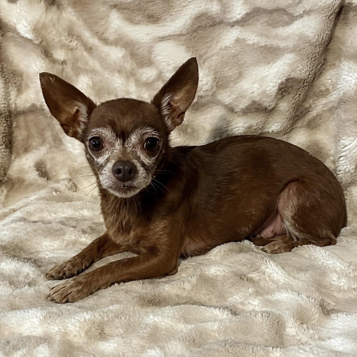 Brownie, a ADOPTABLE mixed breed in Pelham, NH image 2/6