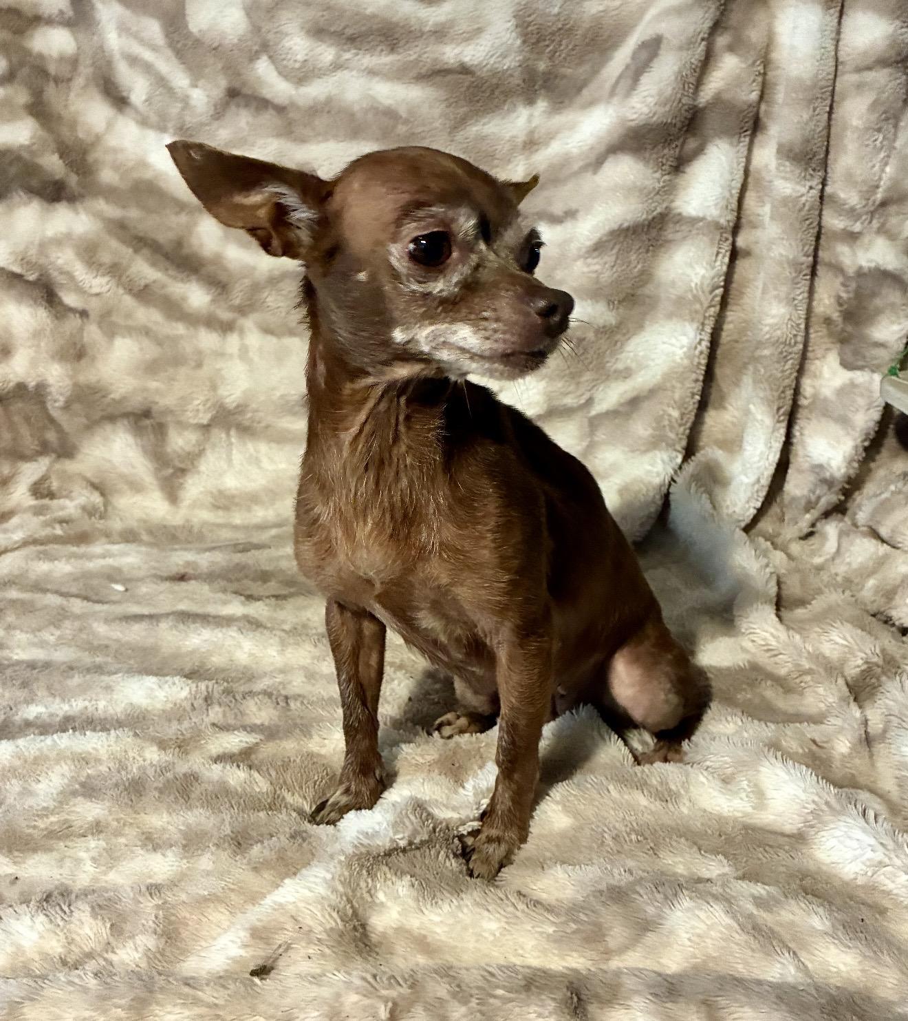 Brownie, a ADOPTABLE mixed breed in Pelham, NH image 6/6