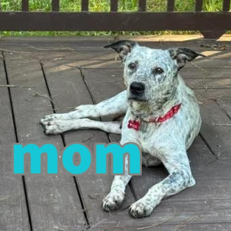 Enlarge Frappe, a Adoptable mixed breed in Midlothian, VA image 6/6