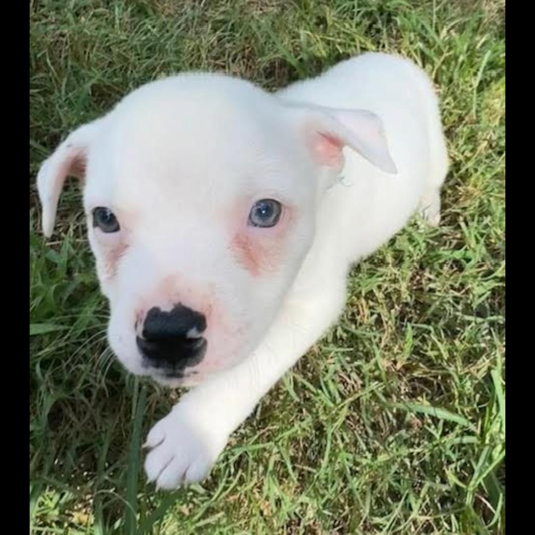 Enlarge Frappe, a Adoptable mixed breed in Midlothian, VA image 3/6