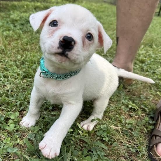 Enlarge Frappe, a Adoptable mixed breed in Midlothian, VA image 1/6
