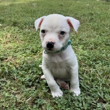 Enlarge Frappe, a Adoptable mixed breed in Midlothian, VA image 4/6