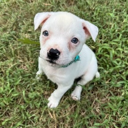Enlarge Frappe, a Adoptable mixed breed in Midlothian, VA image 2/6