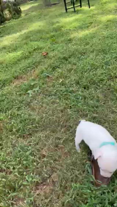 Enlarge Frappe, a Adoptable mixed breed in Midlothian, VA video 5/6