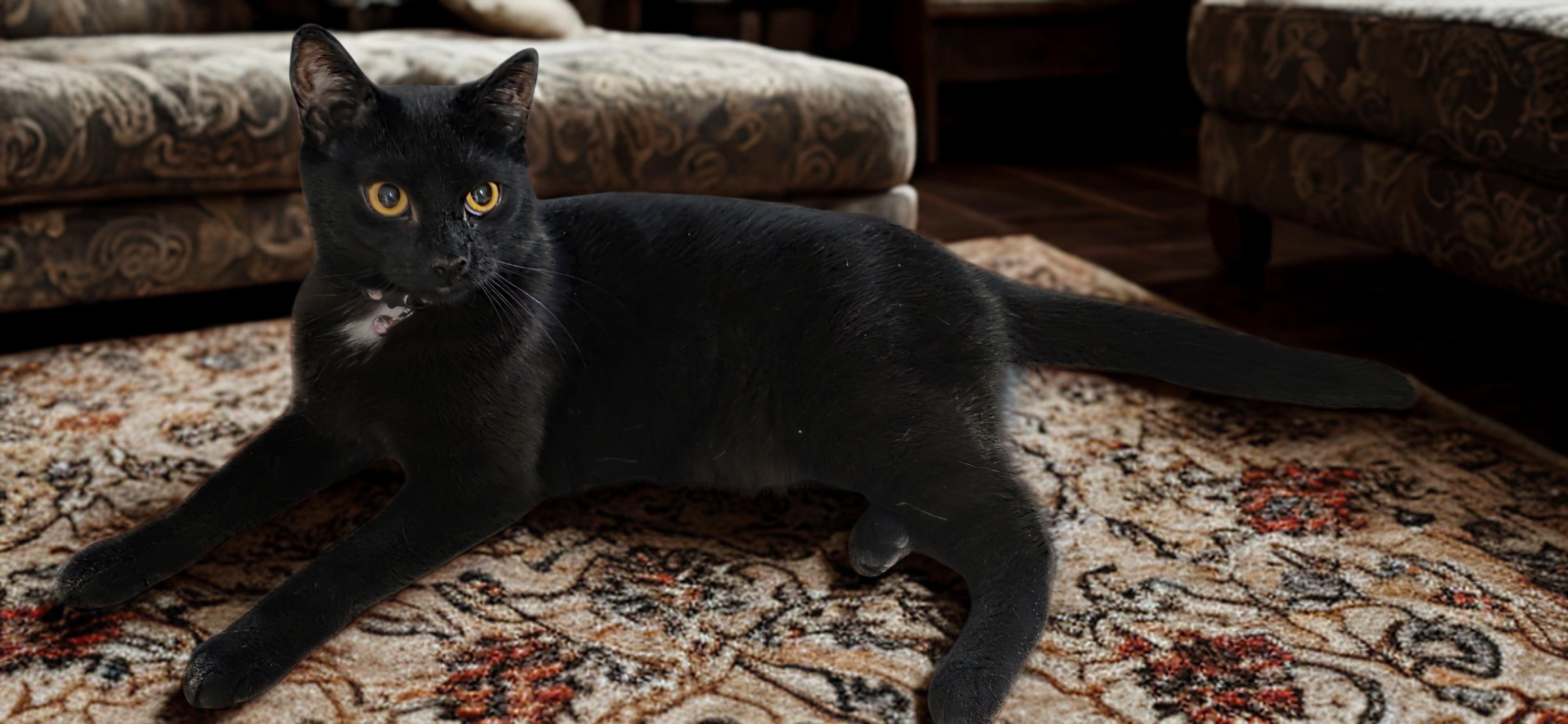 Enlarge Harper , a ADOPTABLE Domestic Short Hair in North Bergen, NJ image 3/4