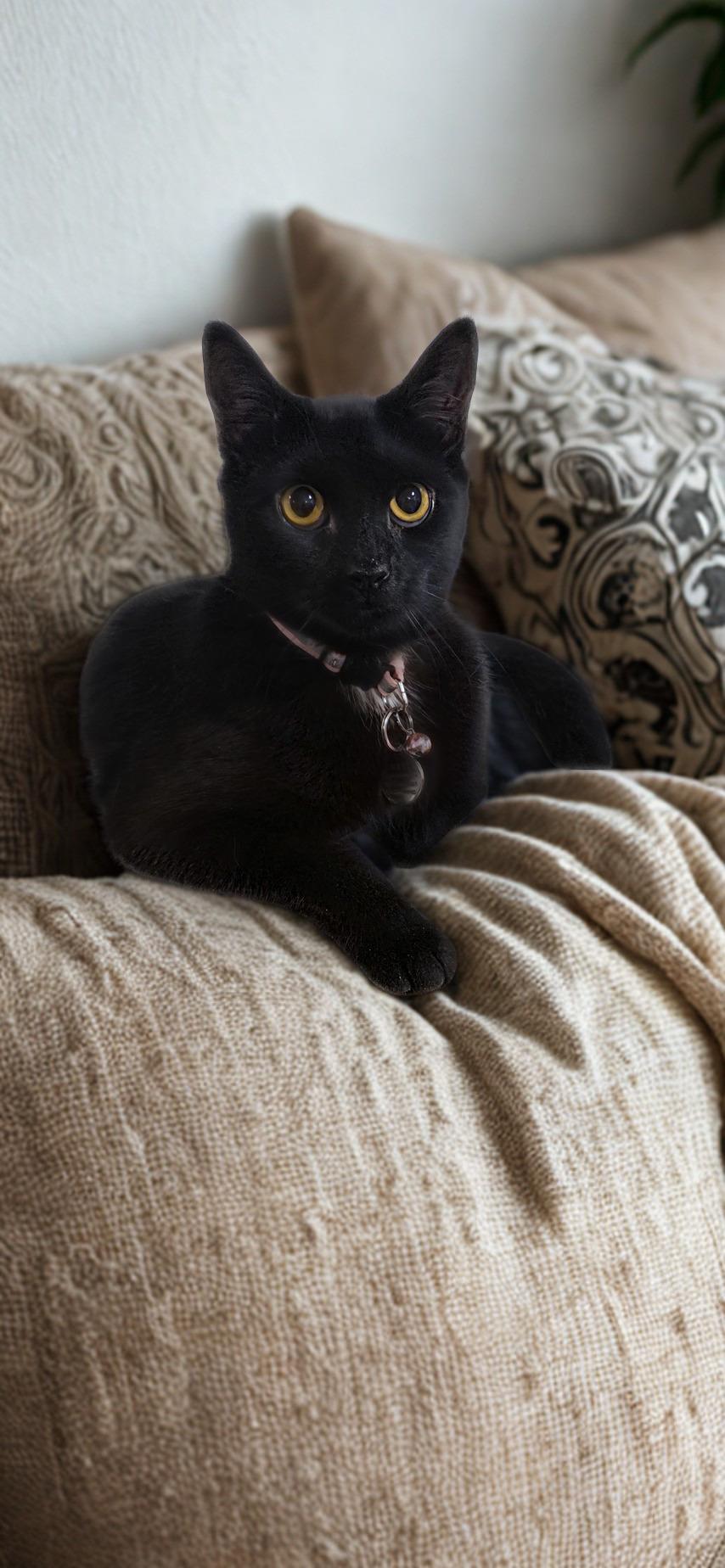 Harper , ADOPTABLE, Young Female Domestic Short Hair.