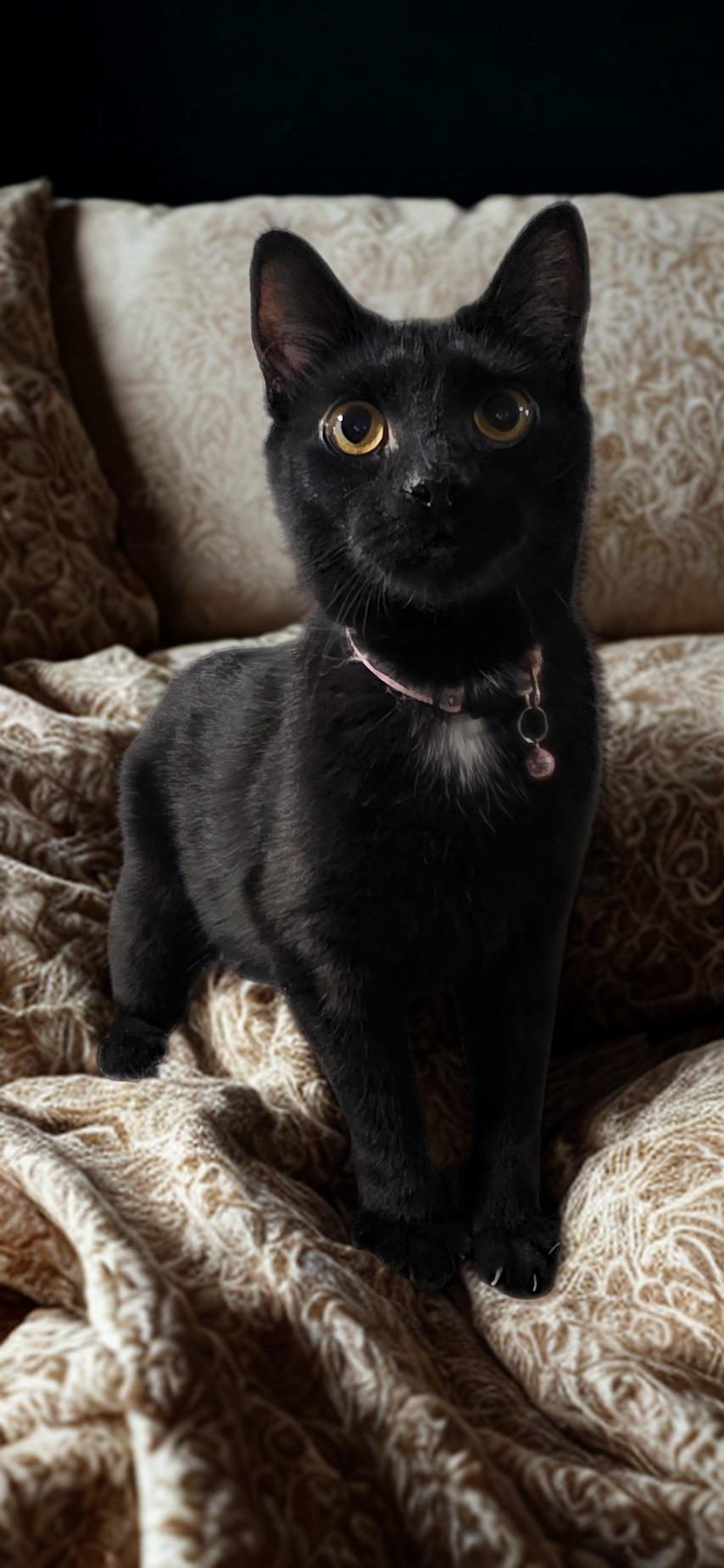 Enlarge Harper , a ADOPTABLE Domestic Short Hair in North Bergen, NJ image 4/4