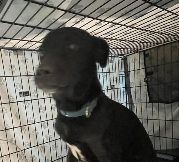 Black Robin, Adoptable, Adult Male Mixed Breed.
