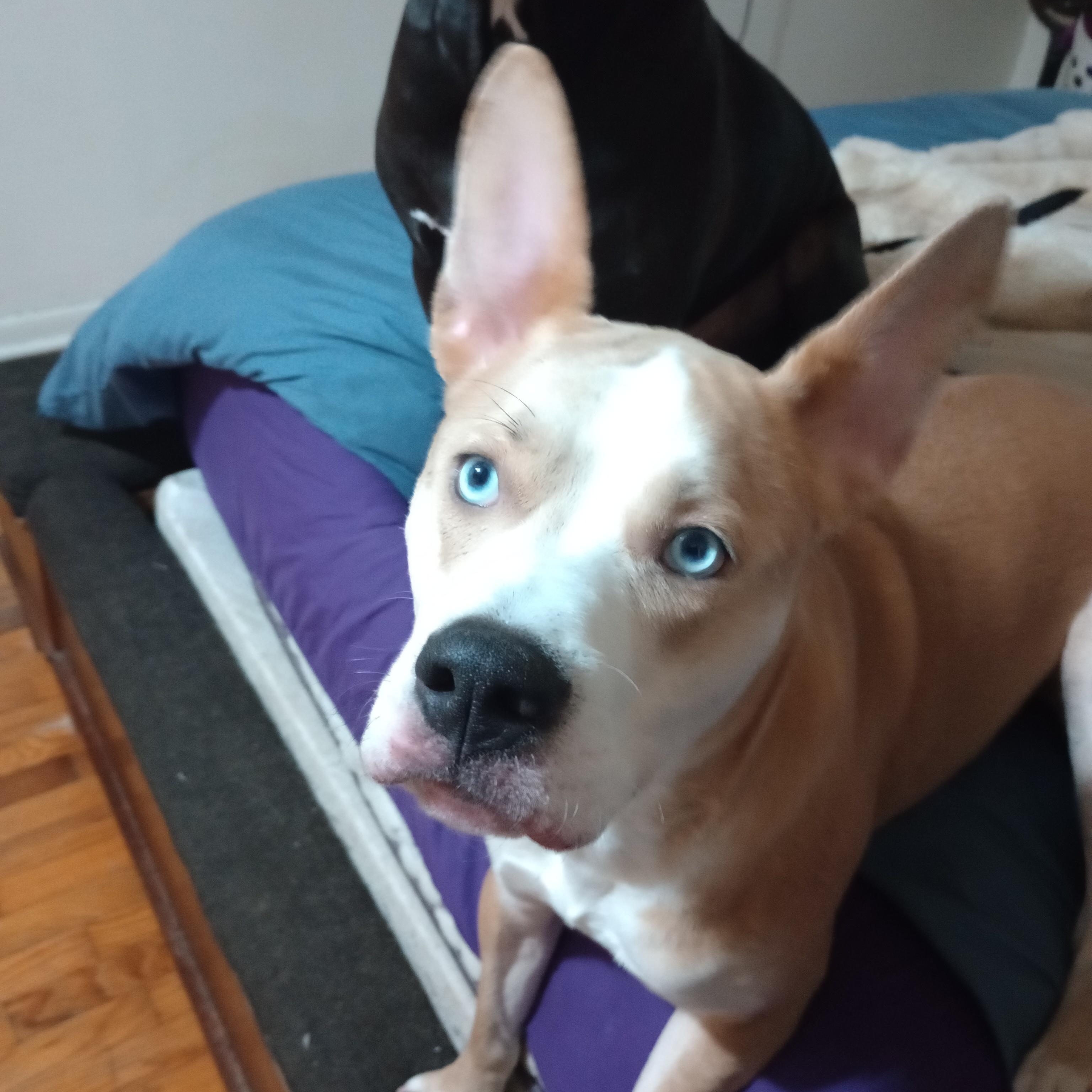 Enlarge Bambi Courtesy Listing, a ADOPTABLE mixed breed in Midland, MI image 2/3