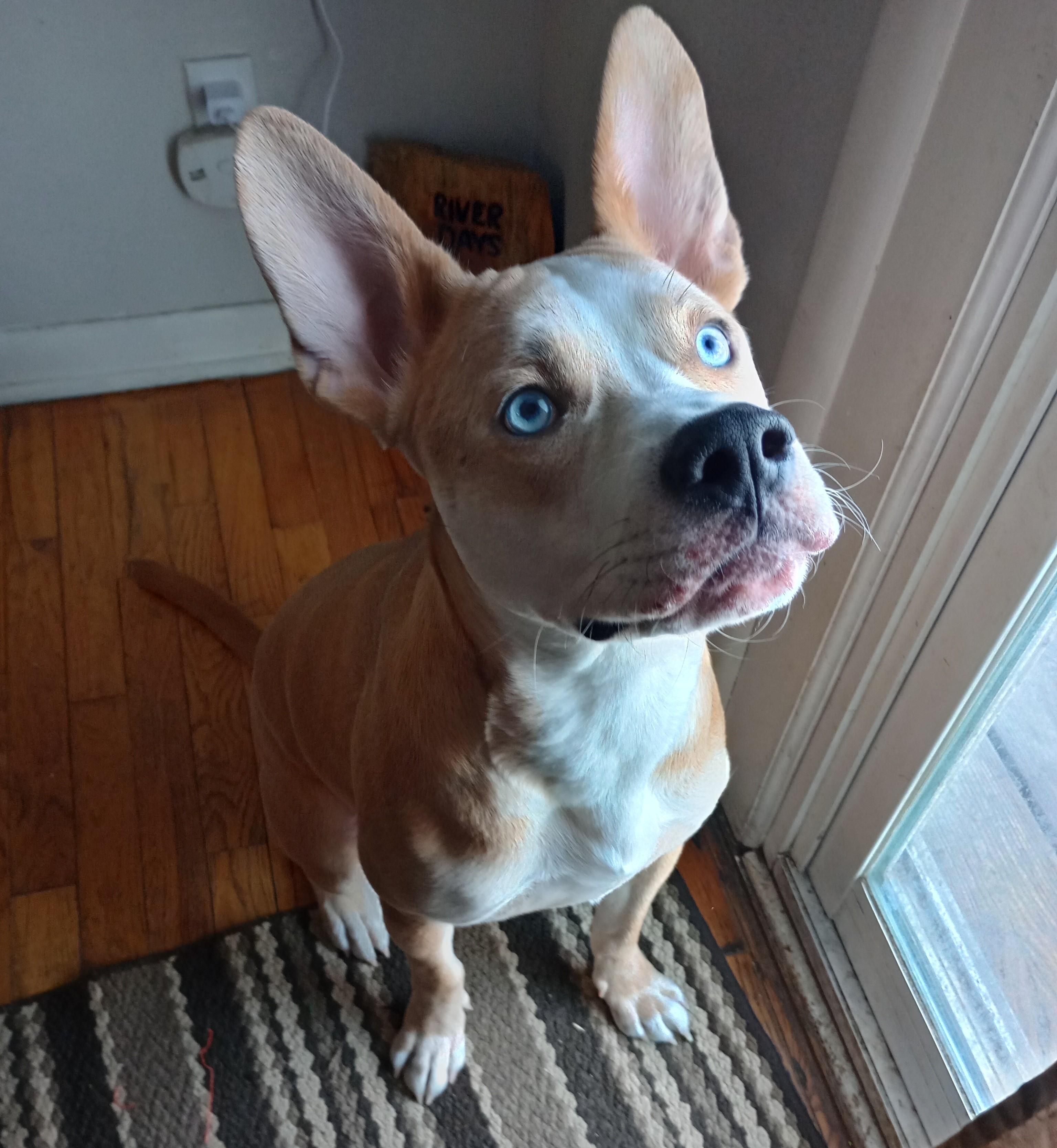 Enlarge Bambi Courtesy Listing, a ADOPTABLE mixed breed in Midland, MI image 1/3