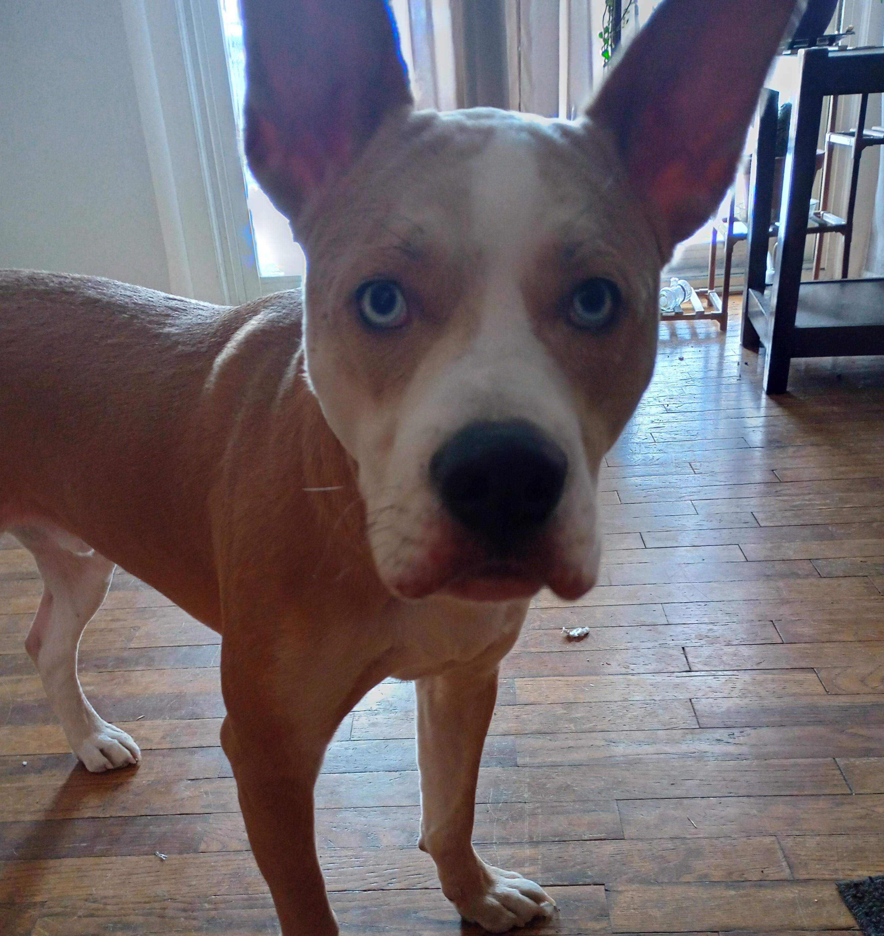 Enlarge Bambi Courtesy Listing, a ADOPTABLE mixed breed in Midland, MI image 3/3