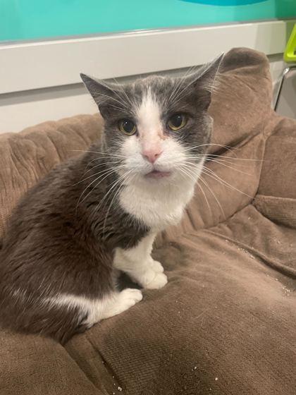 Max, a Adoptable Domestic Short Hair in Louisville, KY image 1/3