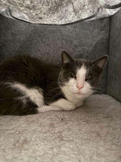 Max, a Adoptable Domestic Short Hair in Louisville, KY image 2/3