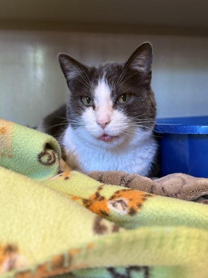 Max, a Adoptable Domestic Short Hair in Louisville, KY image 3/3