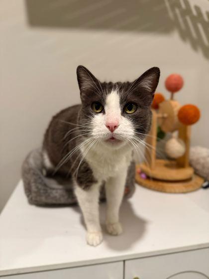 Enlarge Max, a Adoptable Domestic Short Hair in Louisville, KY image 3/3