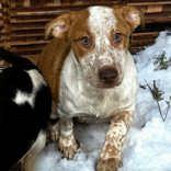 Borra Aka Bingo thumbnail 2